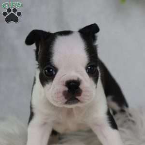 Bella, Boston Terrier Puppy